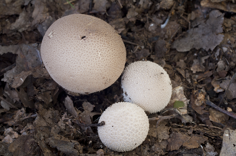 Lycoperdon atropurpureum